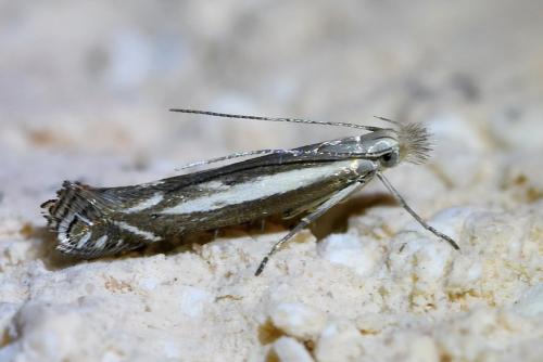 Isophrictis lineatellus